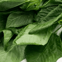 أوراق الملوخية المجففة (Corchorus olitorius)